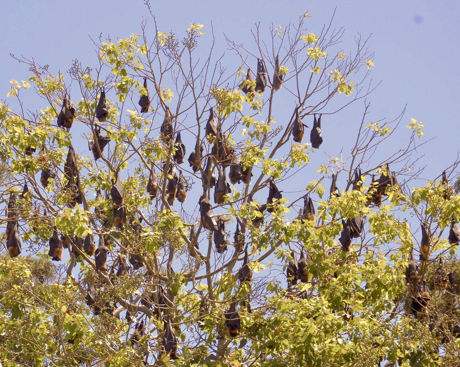 Bats as Ecosystem Superheroes (image credits: wikimedia)
