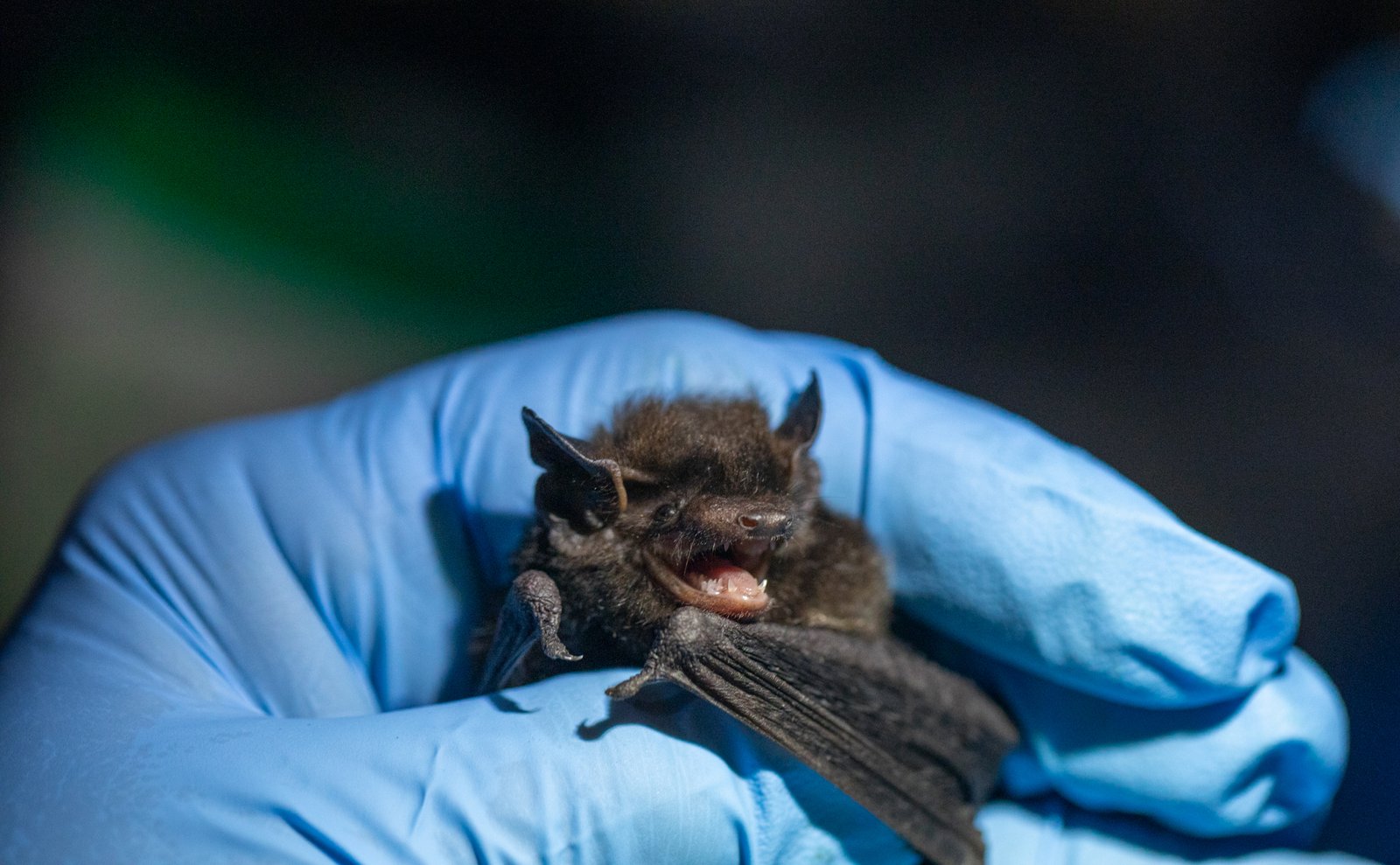 Weird Adaptations: From Nose Leaves to Thumb Claws (image credits: wikimedia)