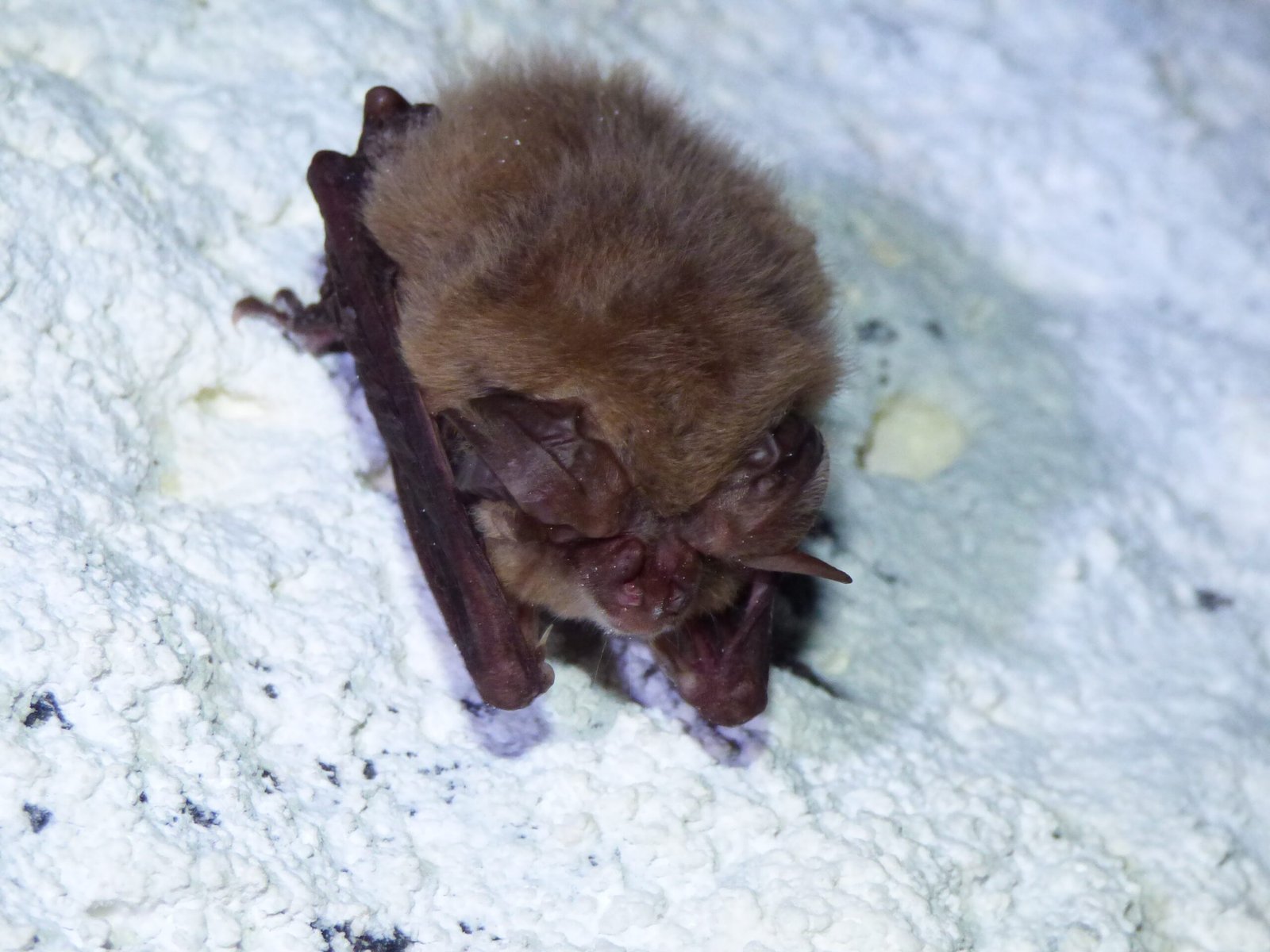 Threats Facing Bats Today (image credits: wikimedia)