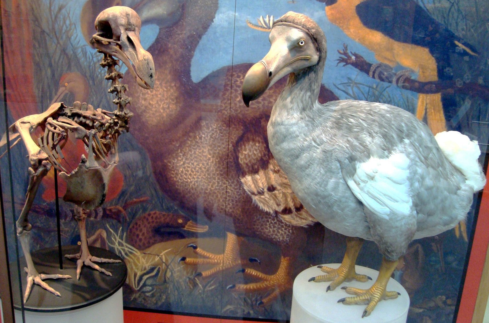 The Dodo: The Icon of Extinction (image credits: wikimedia)
