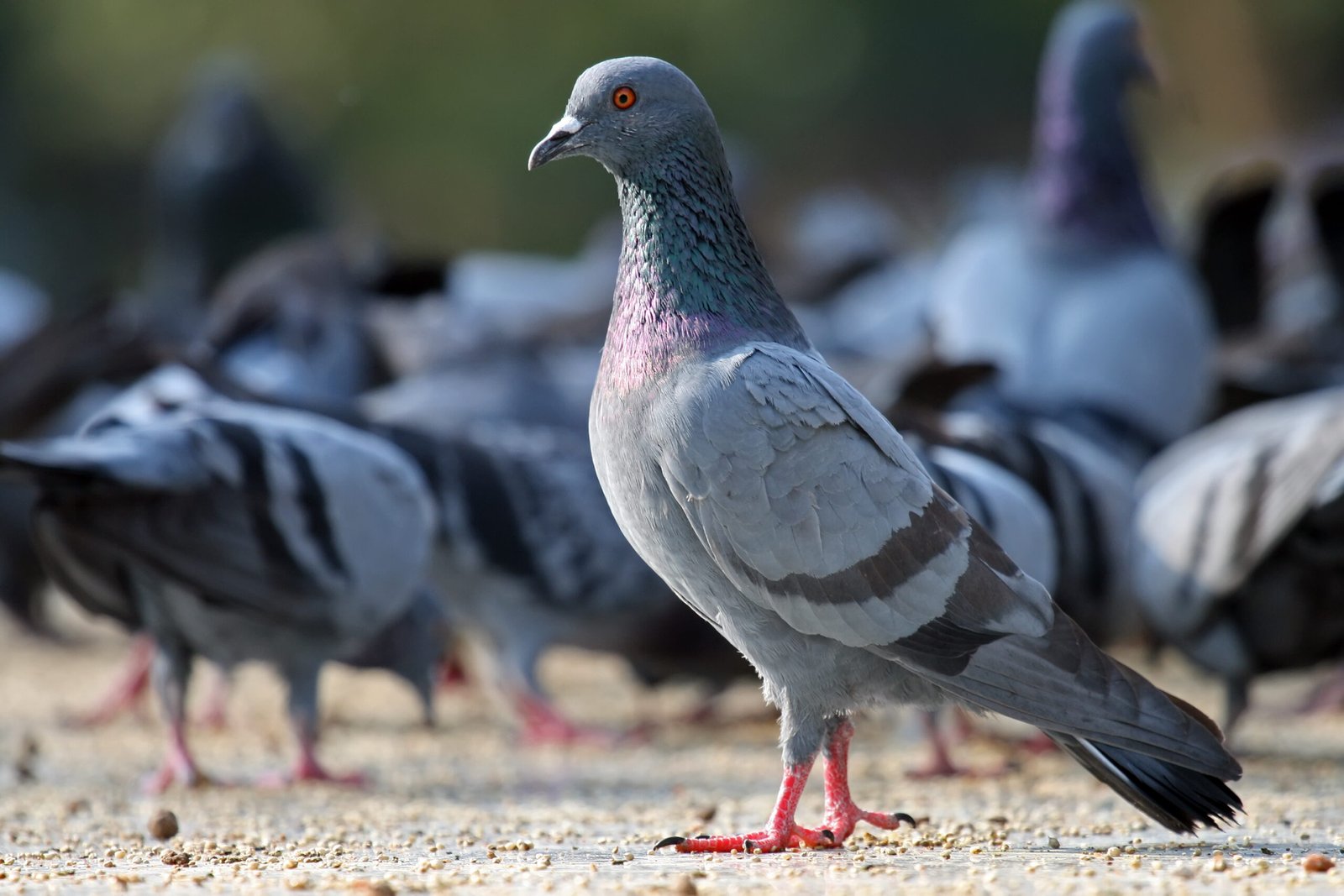Pigeons: The Remarkable Survivors (image credits: wikimedia)
