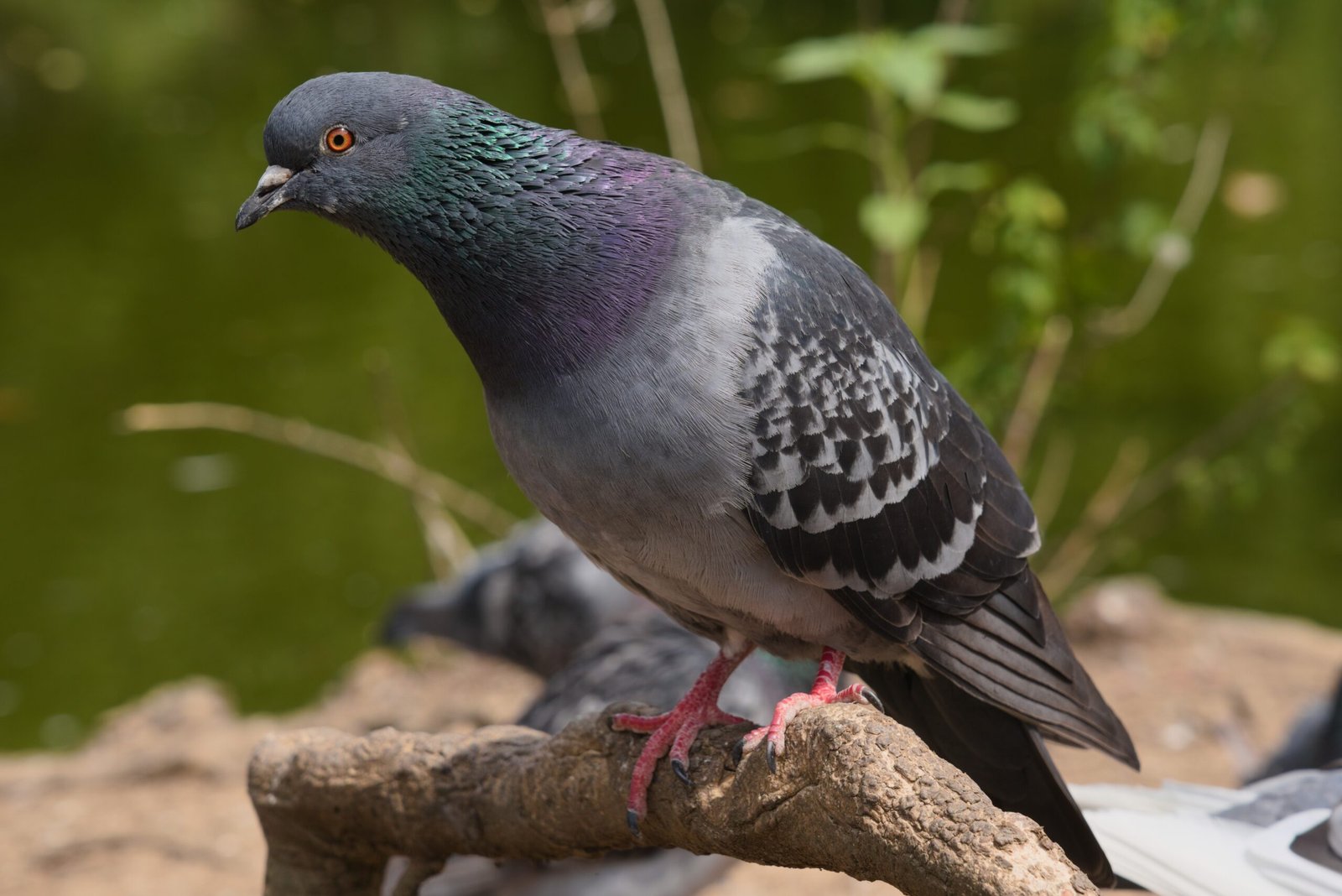 Unlikely Relatives: Revealing the Genetic Link (image credits: wikimedia)