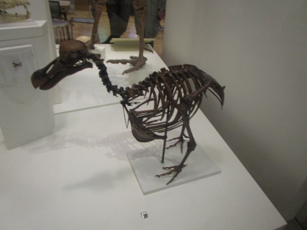 Lessons from Extinction: What the Dodo Teaches Us (image credits: wikimedia)