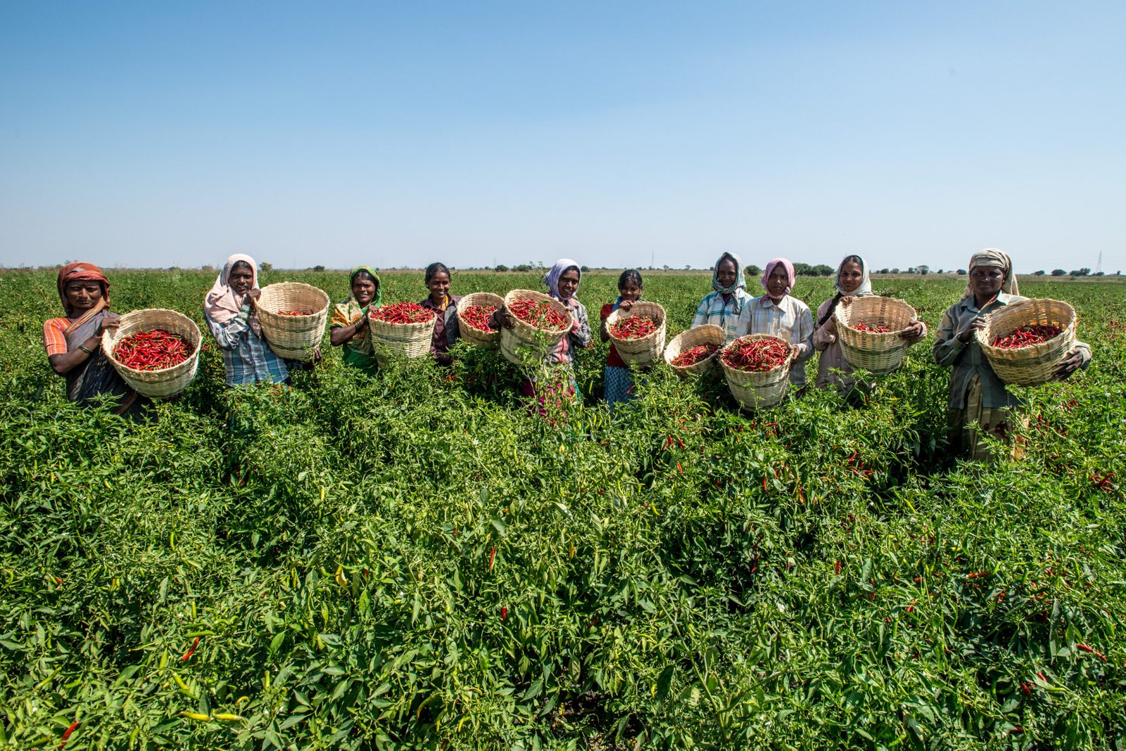 The Ripple Effect: Farmers and Economies in Crisis (image credits: wikimedia)