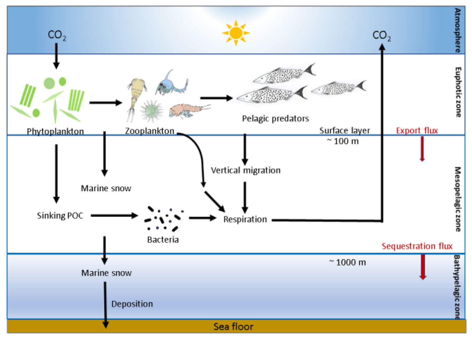 Meet the Deep Dwellers: Who Lives Down There? (image credits: wikimedia)