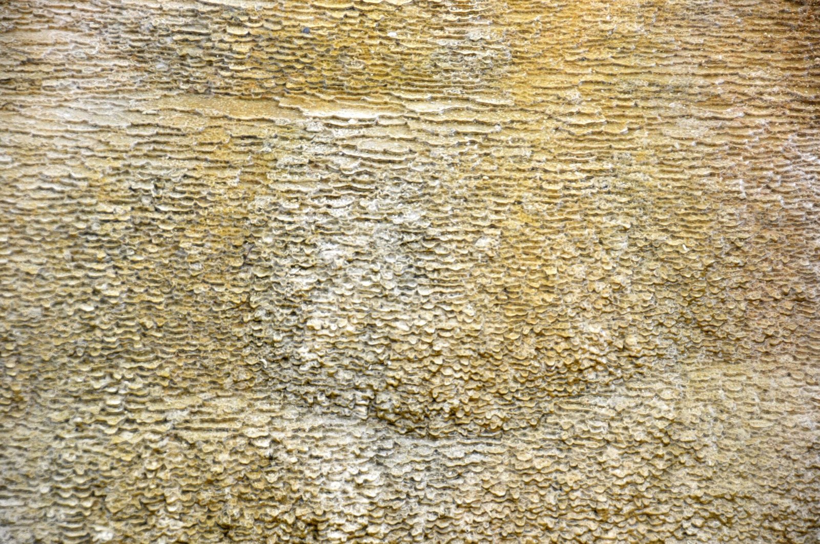 Slow Motion Life: The Pace of Existence Deep Below (image credits: wikimedia)