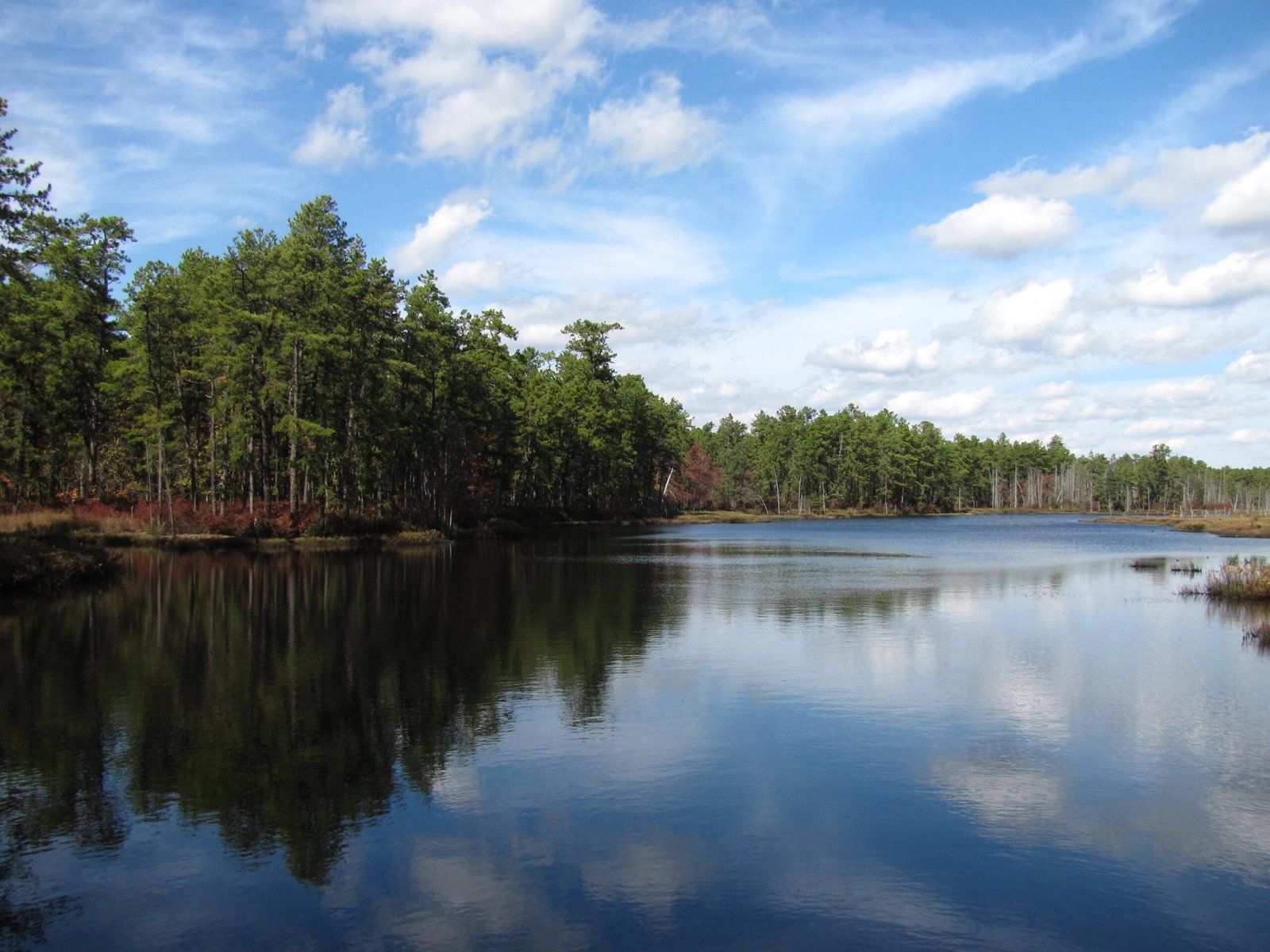 Reflections on Life’s Resilience (image credits: wikimedia)