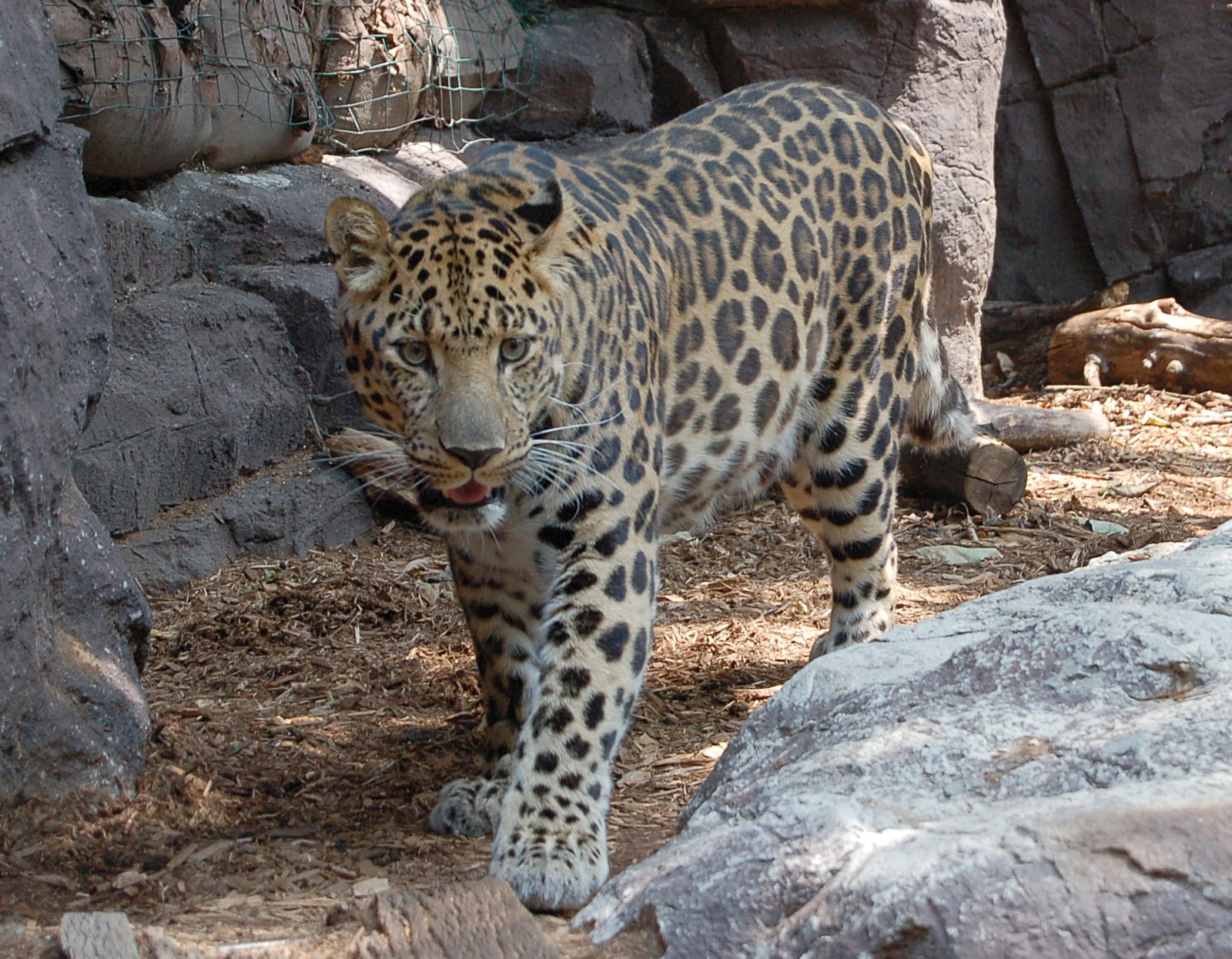 A Haven for Endangered Species (image credits: wikimedia)