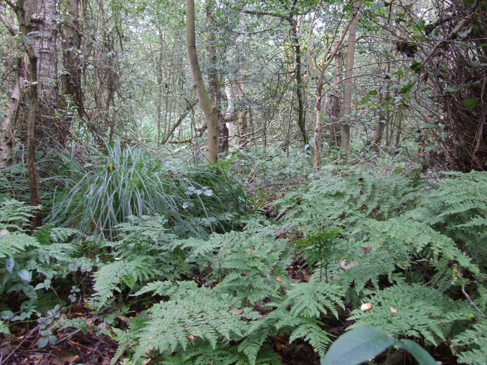 Unique Habitats Hidden in Plain Sight (image credits: wikimedia)