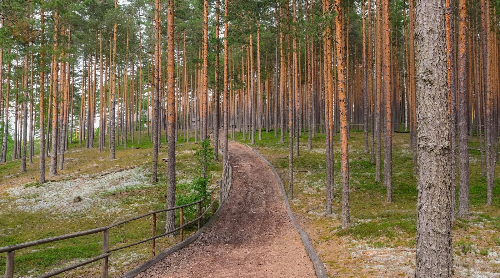 The Power of Accidental Refuges (image credits: wikimedia)
