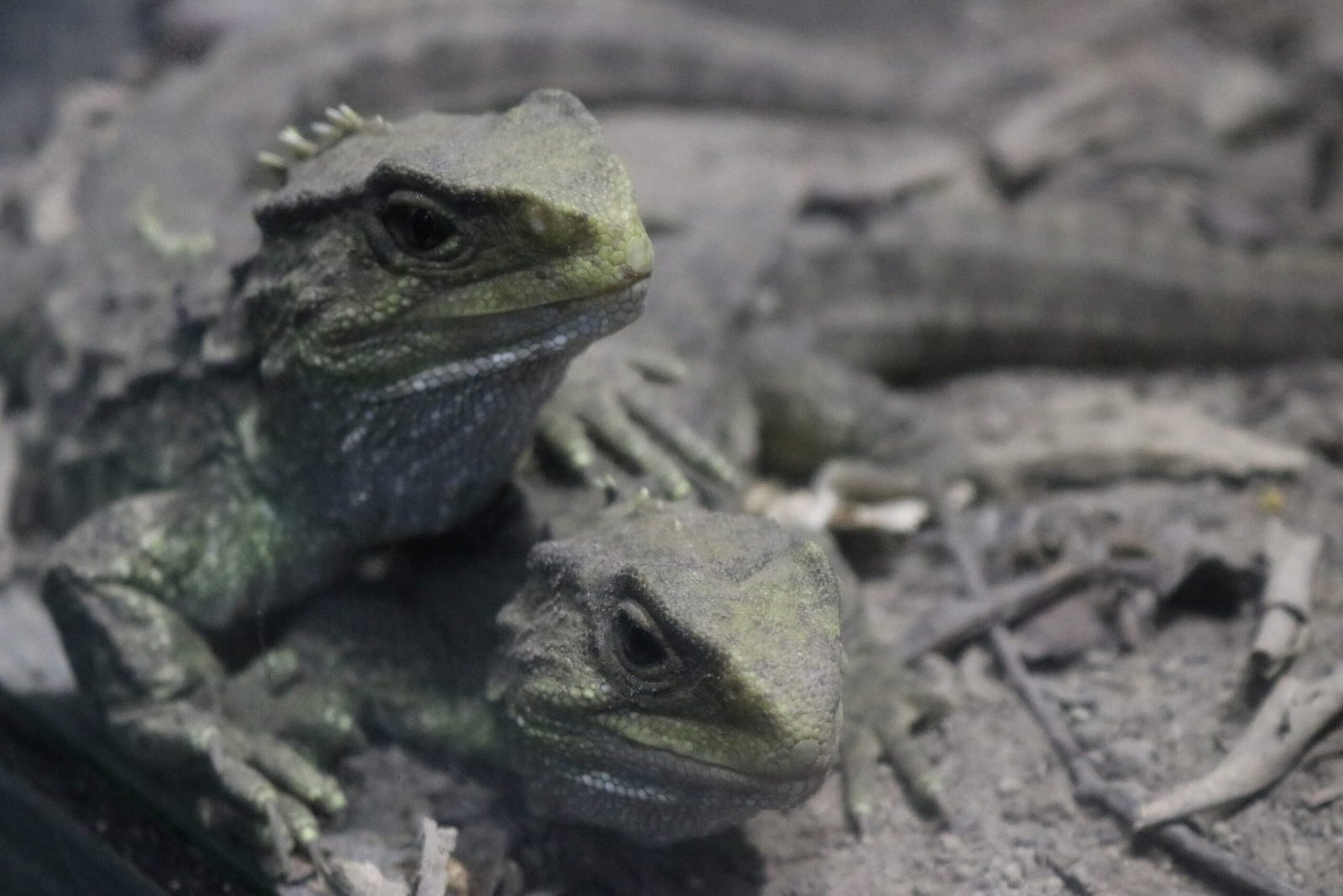 Isolation on New Zealand: A Hidden Refuge (image credits: wikimedia)