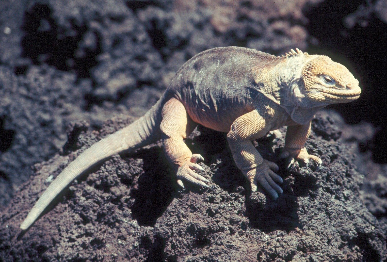 “Lizard Rain”: The Science Behind the Phenomenon (image credits: wikimedia)