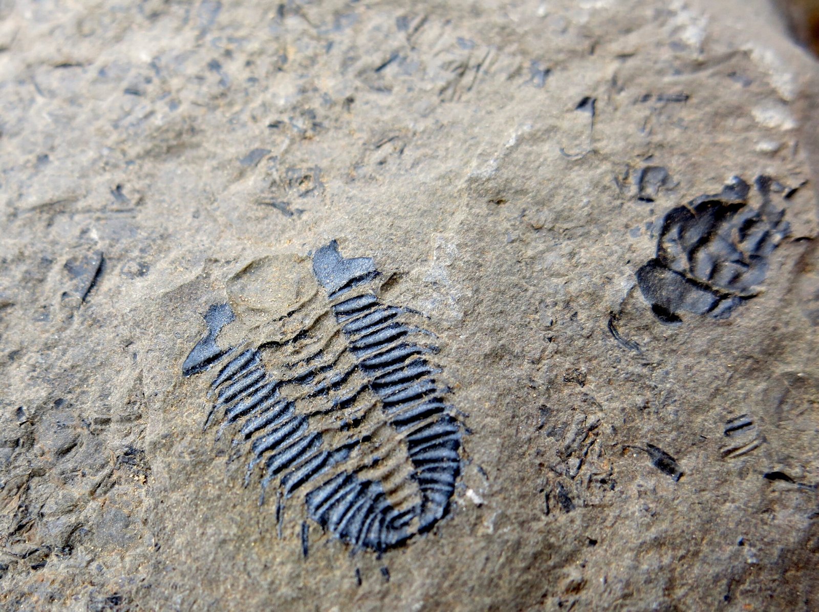 The Burgess Shale: A Cambrian Explosion in Stone (image credits: wikimedia)