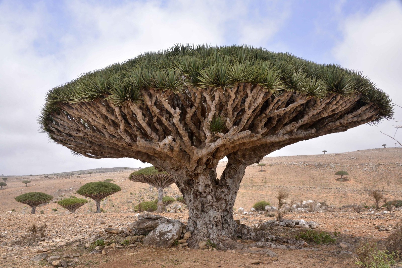 Socotra Island: The Alien Garden of the Arabian Sea (image credits: wikimedia)