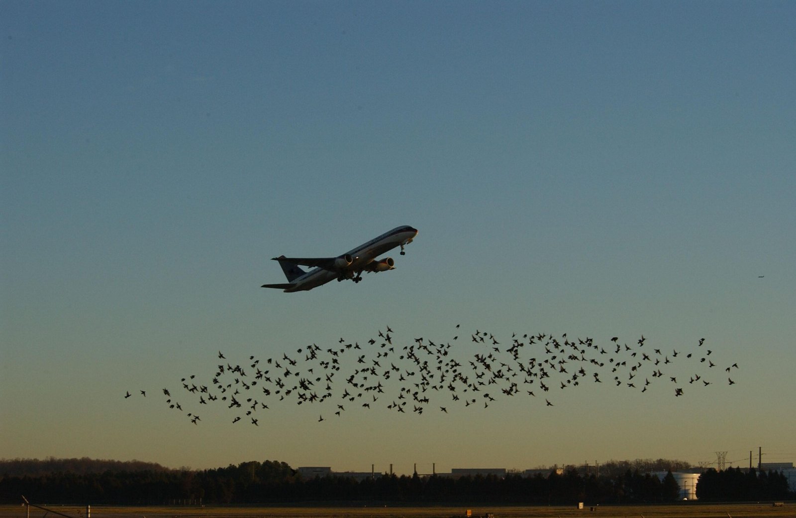 The Unseen Dangers: Bird Strikes in Aviation (image credits: wikimedia)