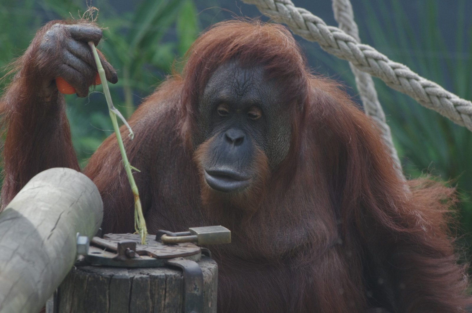 Taronga Zoo: Australia’s Wildlife Lifeline (image credits: wikimedia)