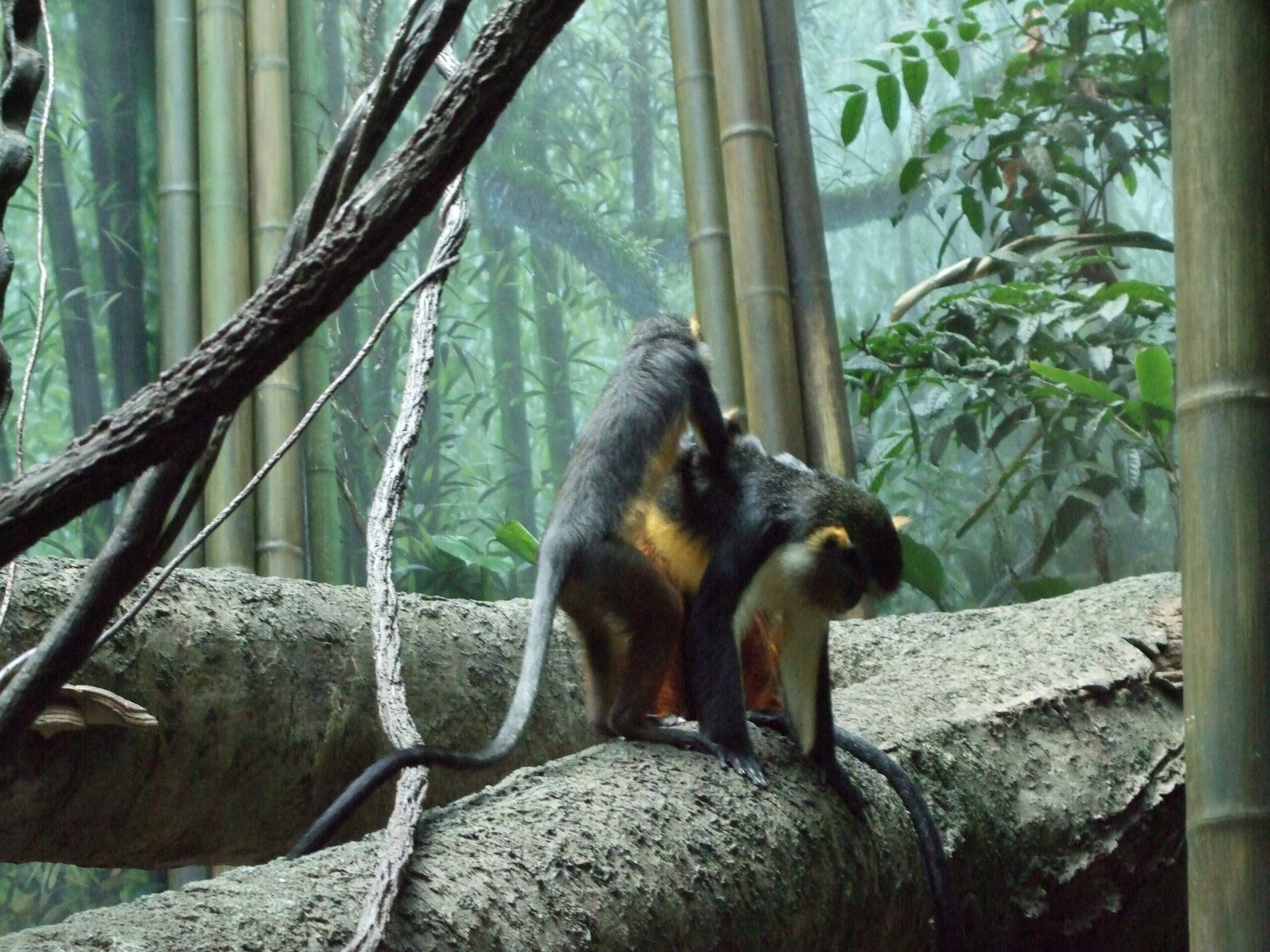Bronx Zoo: Urban Rescue in New York City (image credits: wikimedia)