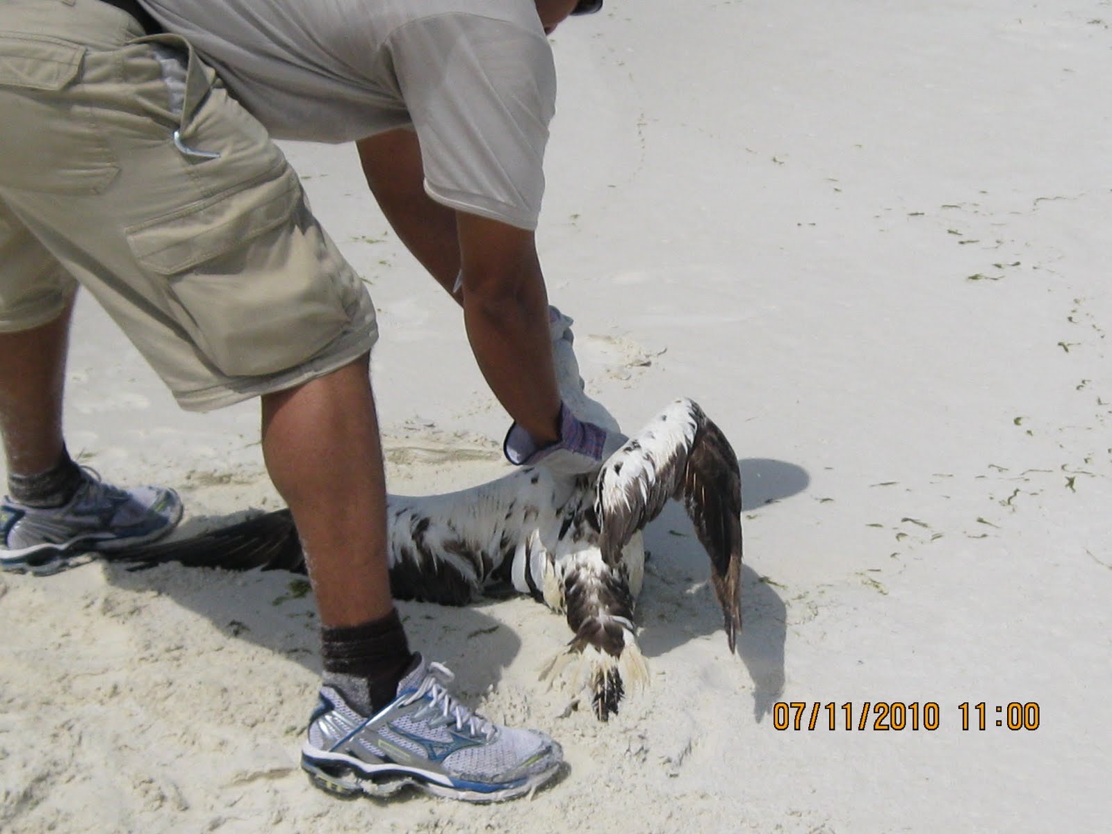 The Power of Zoos in Wildlife Rescue and Rehabilitation (image credits: wikimedia)