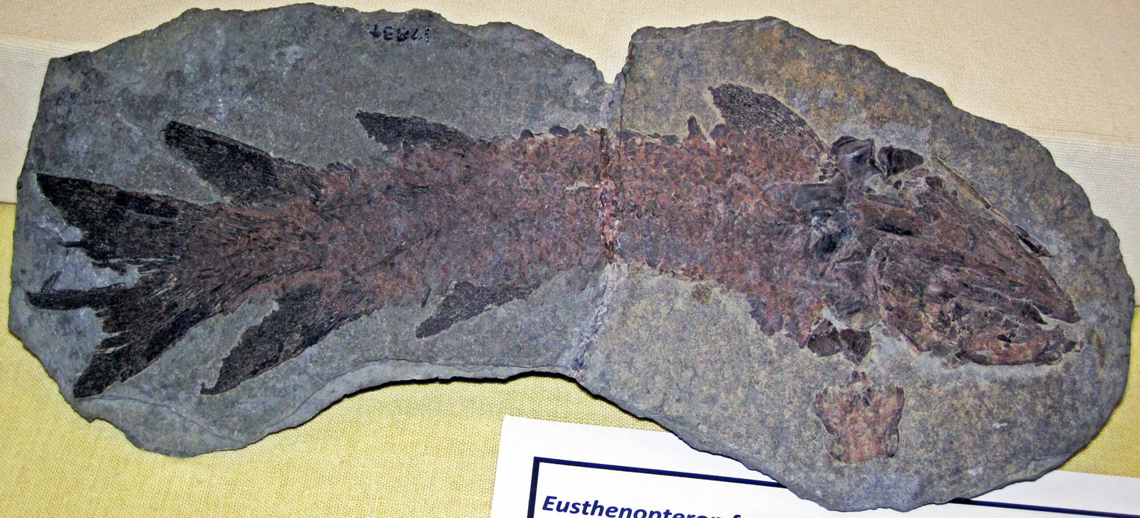 Fish Fins: The Original Blueprint (image credits: wikimedia)