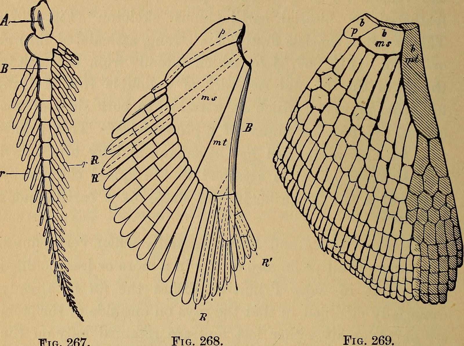 Why Fins Needed to Become Limbs (image credits: wikimedia)