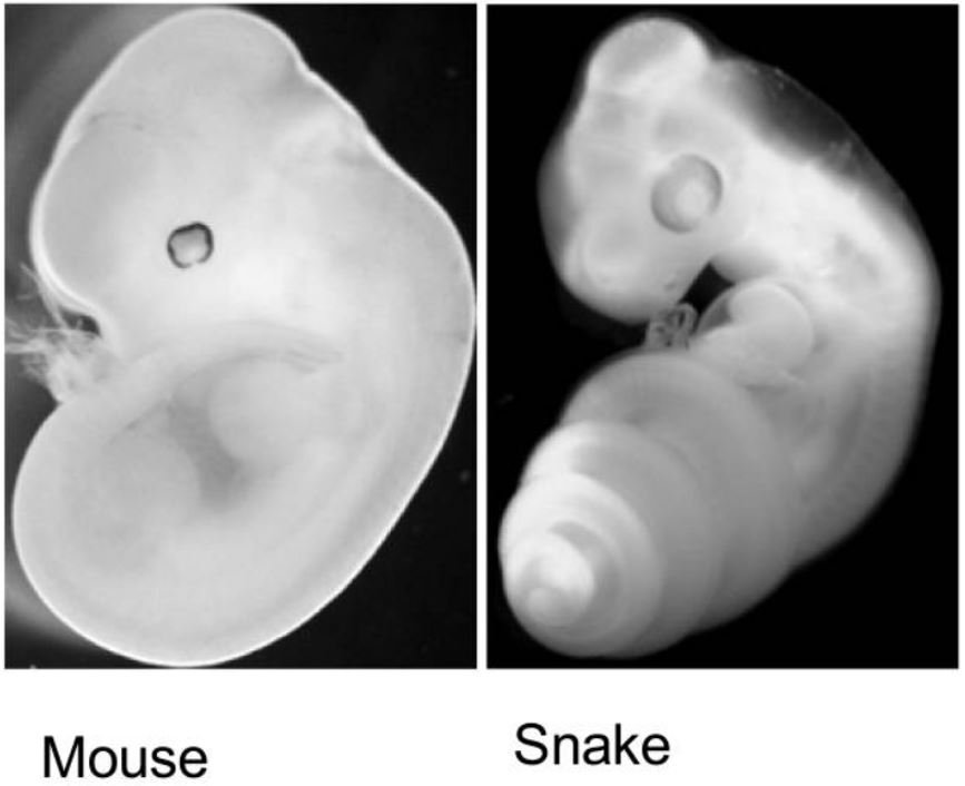 Embryos Reveal the Evolutionary Path (image credits: wikimedia)