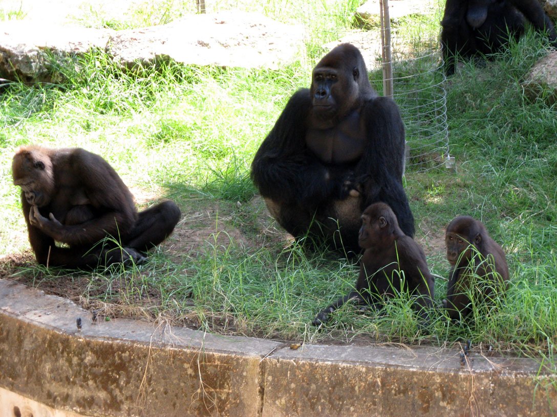 Social Bonds: How Humming Strengthens Gorilla Families (image credits: wikimedia)