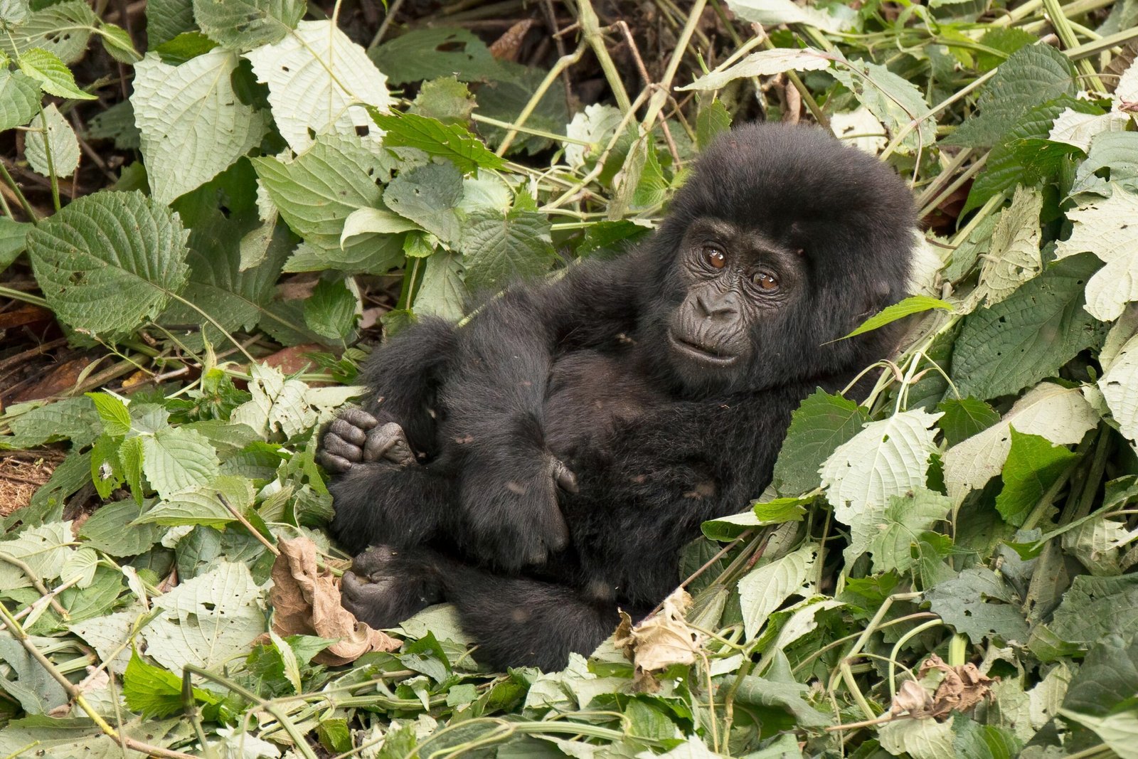 Challenges in Studying Gorilla Communication (image credits: wikimedia)