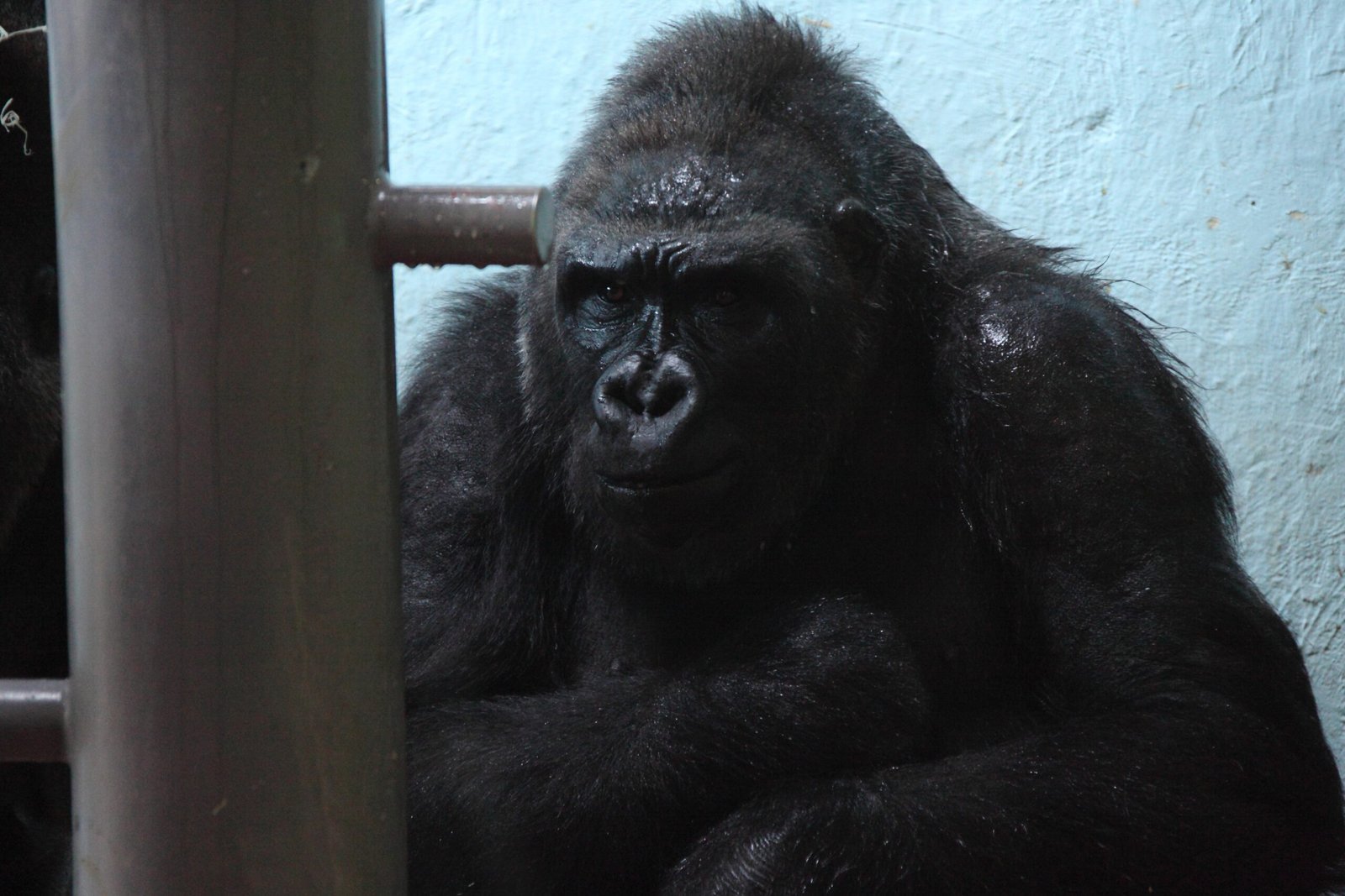 The Broader Significance: What Gorilla Humming Teaches Us (image credits: wikimedia)