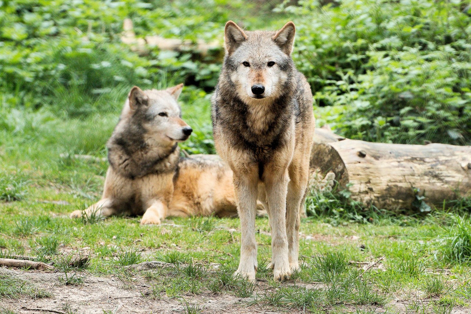 The Wolves’ Return and Their First Steps (image credits: wikimedia)