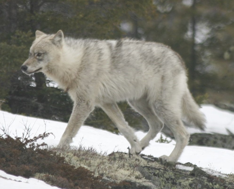 The Emotional Power of Wildness (image credits: wikimedia)