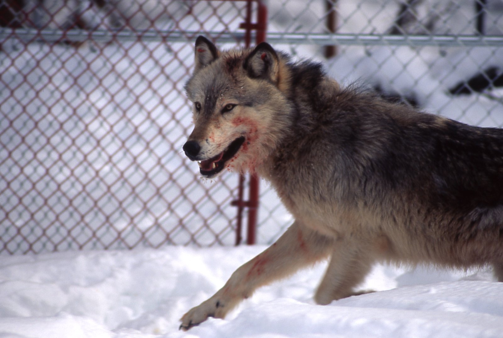 Lessons from Yellowstone’s Wolves (image credits: wikimedia)