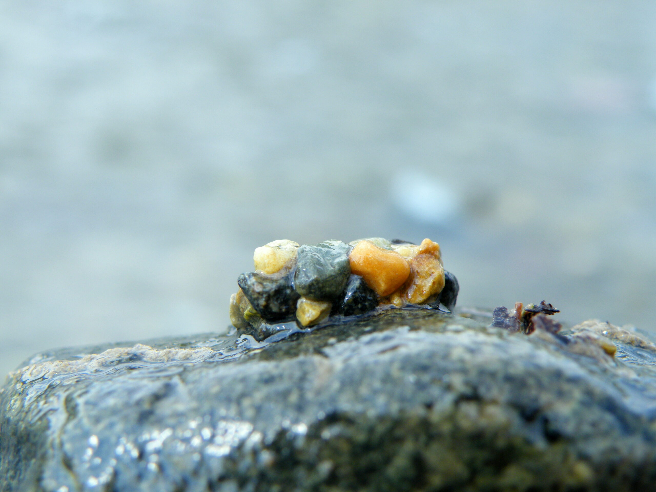 The Weird World of Caddisfly Larvae That Build Homes From Sand and Shells
