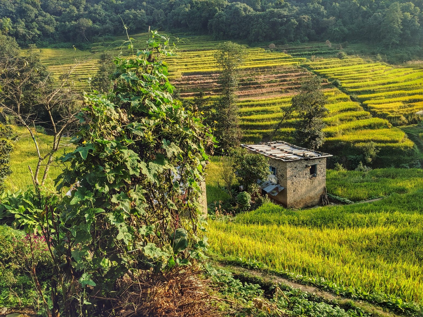 The Mystery of the Living Earth (image credits: wikimedia)