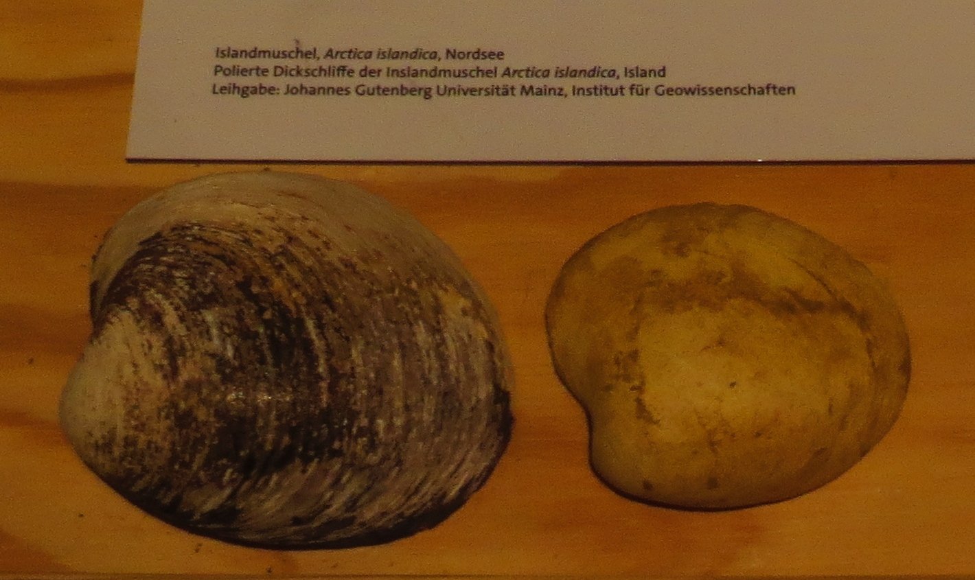 The Unsung Architects of Ocean Health (image credits: wikimedia)