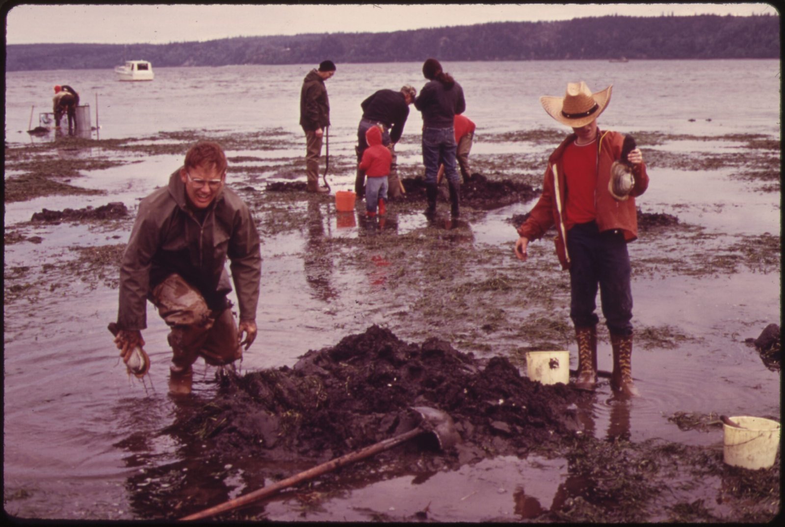Clams Versus Pollution: Nature’s Cleanup Crew (image credits: wikimedia)