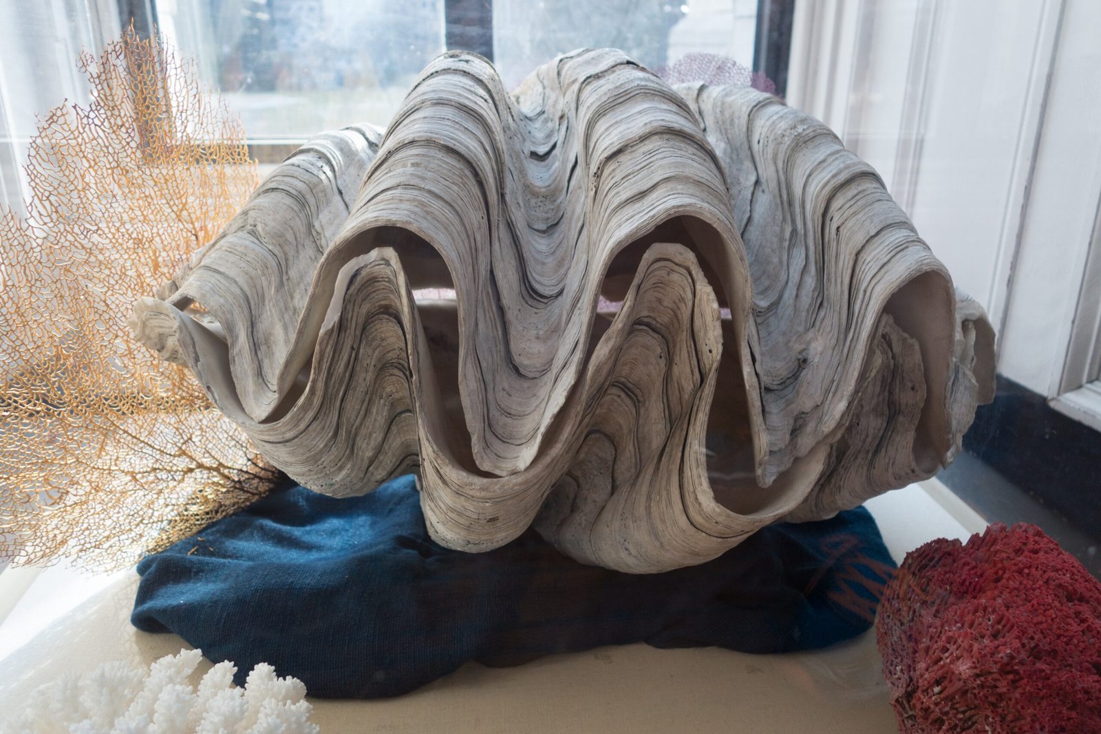 Famous Clams: Not All Shells Are Alike (image credits: wikimedia)