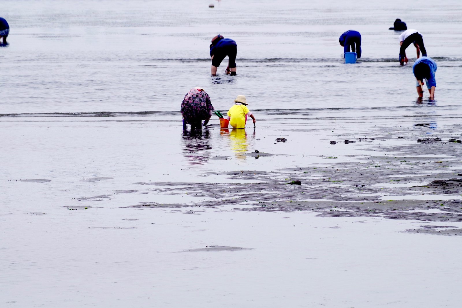 Clams and Coastal Communities: A Shared Destiny (image credits: wikimedia)