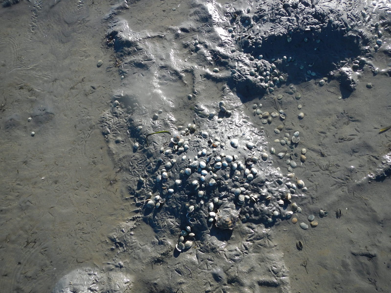 Restoring Clam Populations: Hope on the Horizon (image credits: wikimedia)