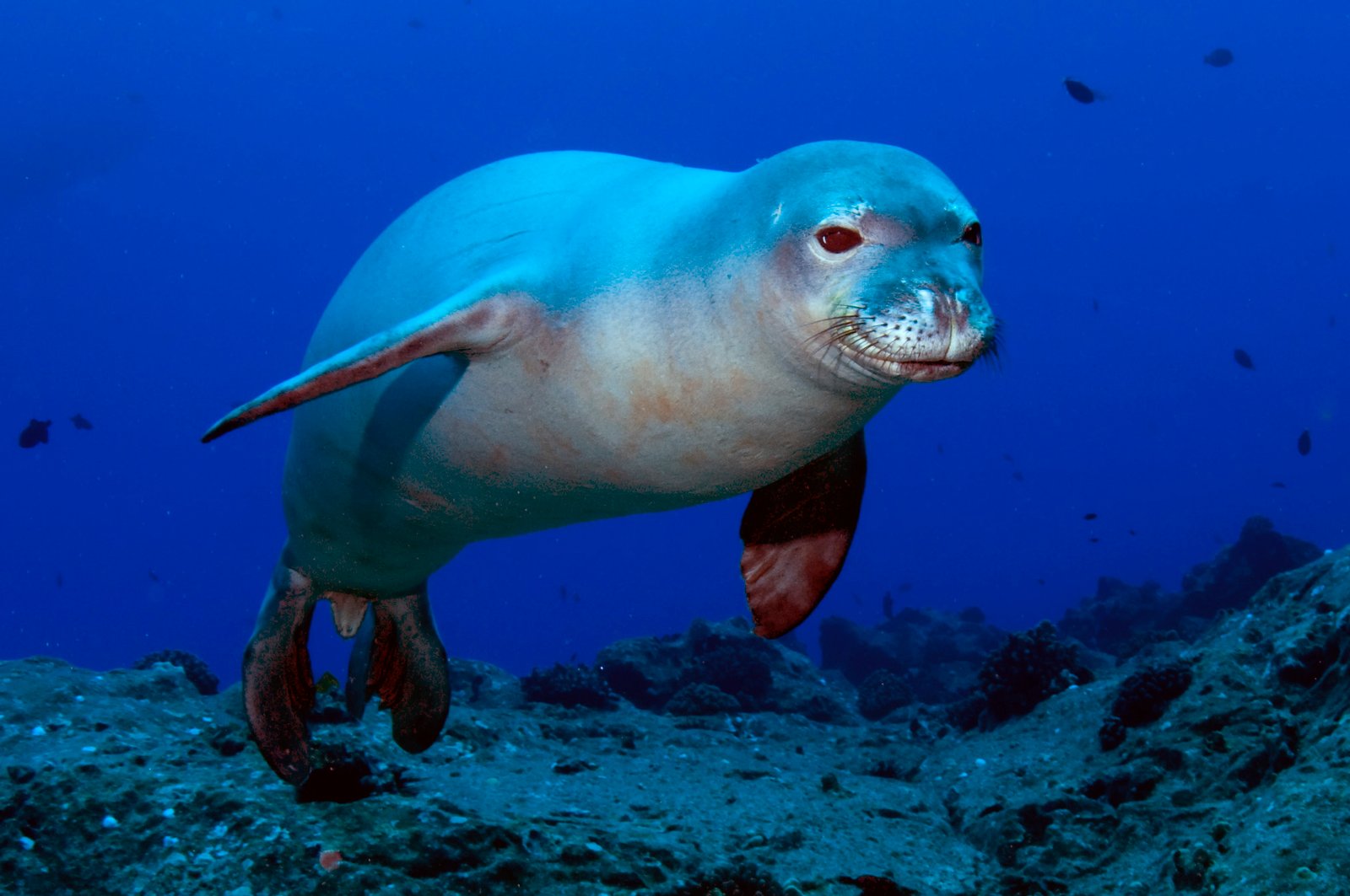 The Unique Identity of Hawaiian Monk Seals (image credits: wikimedia)