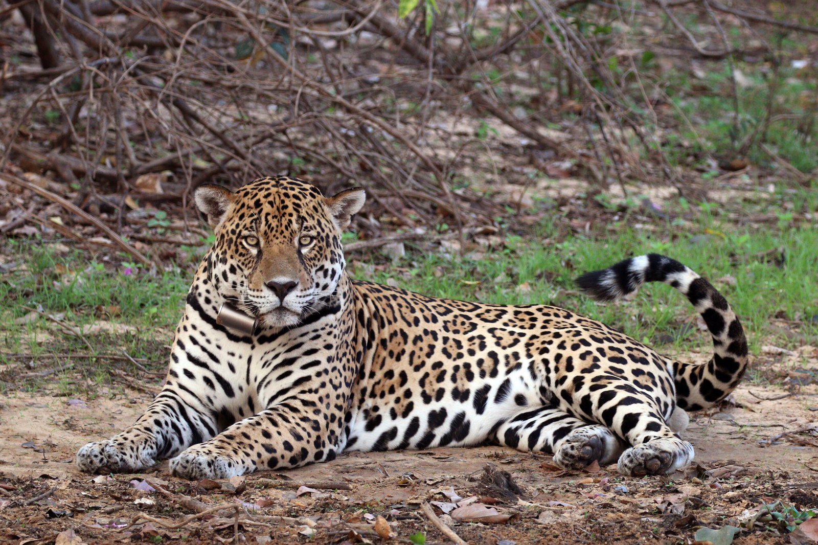 How the US–Mexico Border Wall Disrupted Jaguar Migration