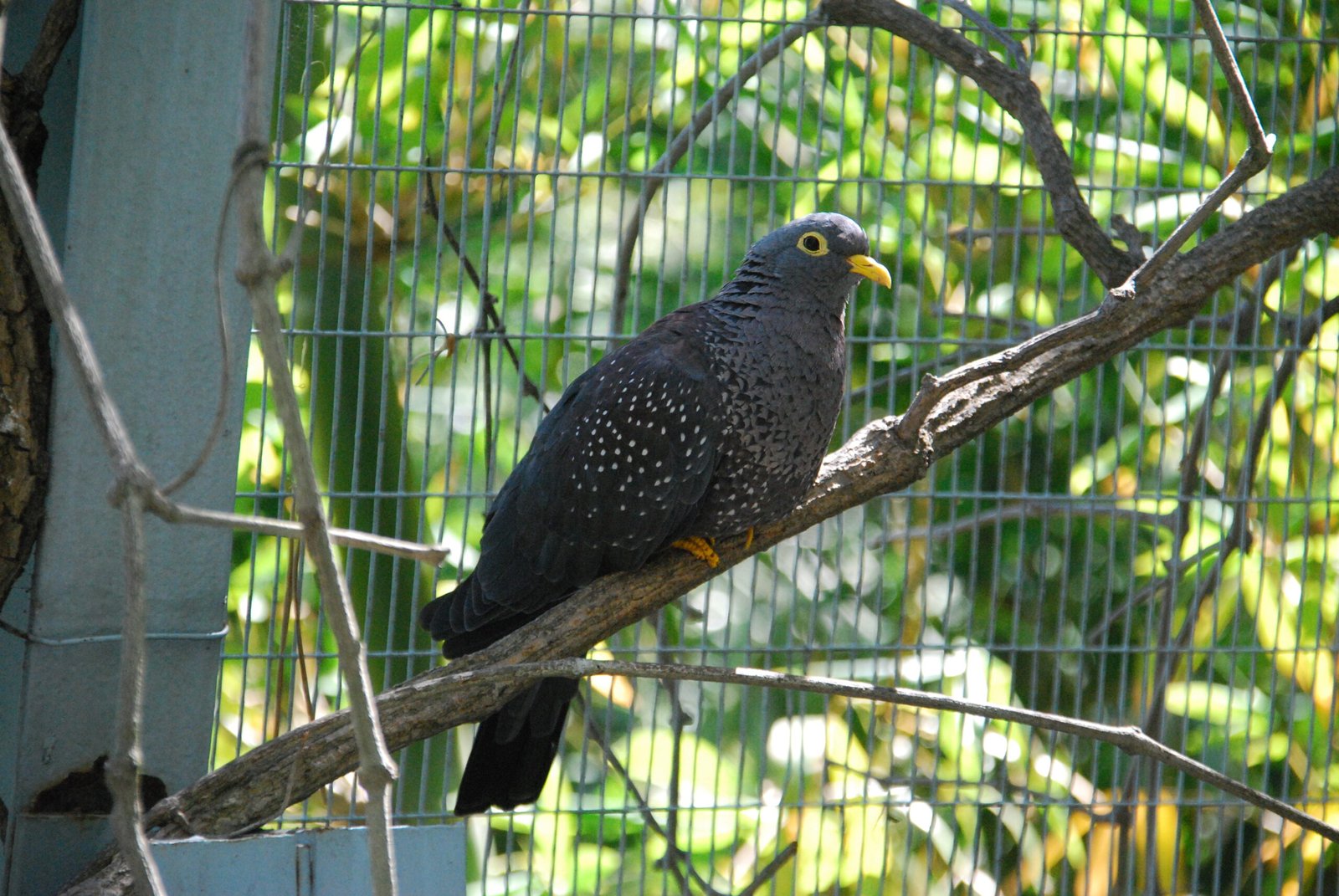 San Diego Zoo: Intelligent Insights with AI-Powered Animal Tracking (image credits: wikimedia)