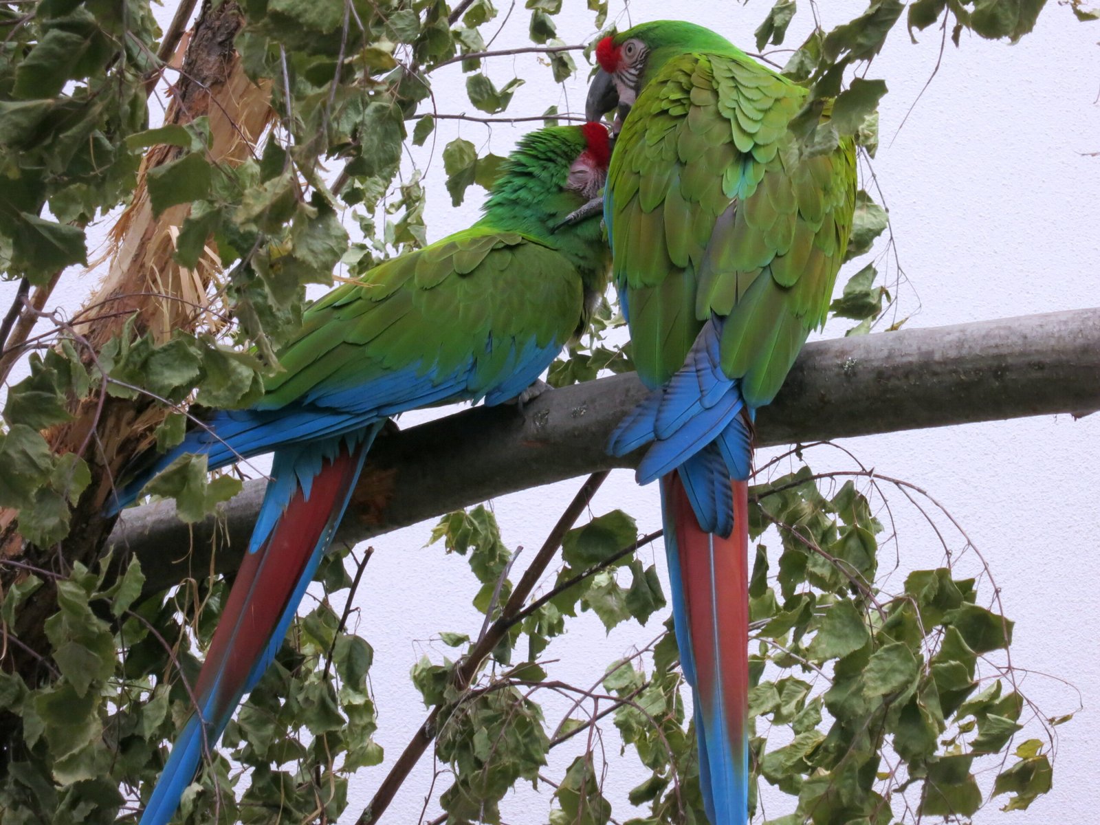 Berlin Zoo: Smart Conservation Stations and AI-Based Species Recognition (image credits: wikimedia)