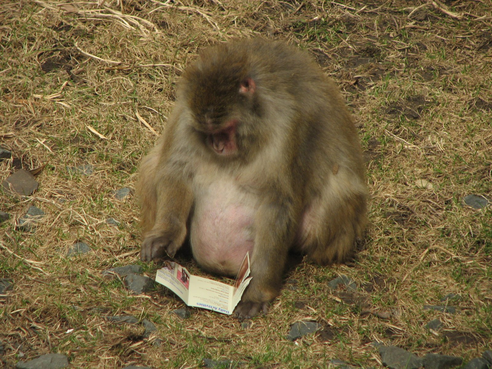 Reimagining Zoos as Conservation Powerhouses (image credits: wikimedia)
