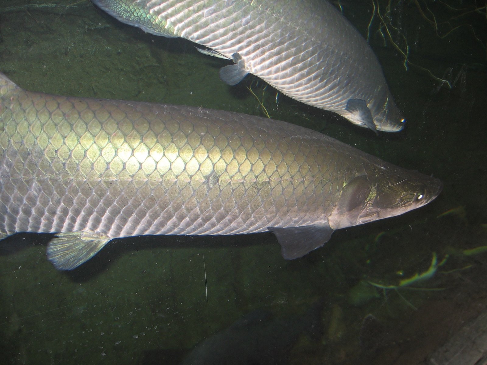 What Are Living Fossils? (image credits: wikimedia)