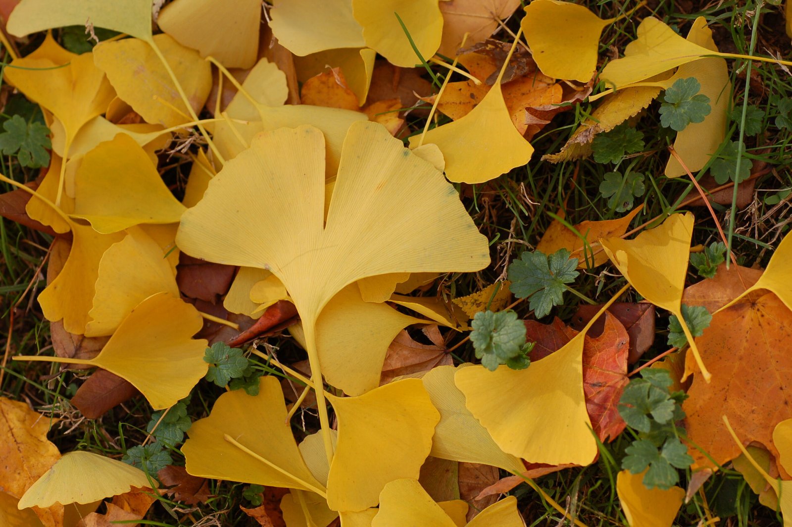 Ginkgo Trees: Ancient Survivors in Modern Parks (image credits: wikimedia)