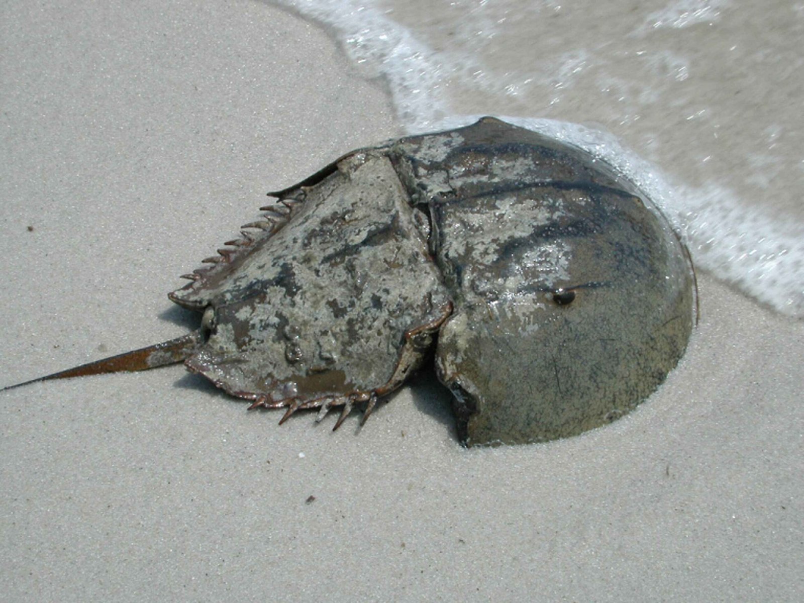 Horseshoe Crabs: Ancient Mariners of the Shoreline (image credits: wikimedia)