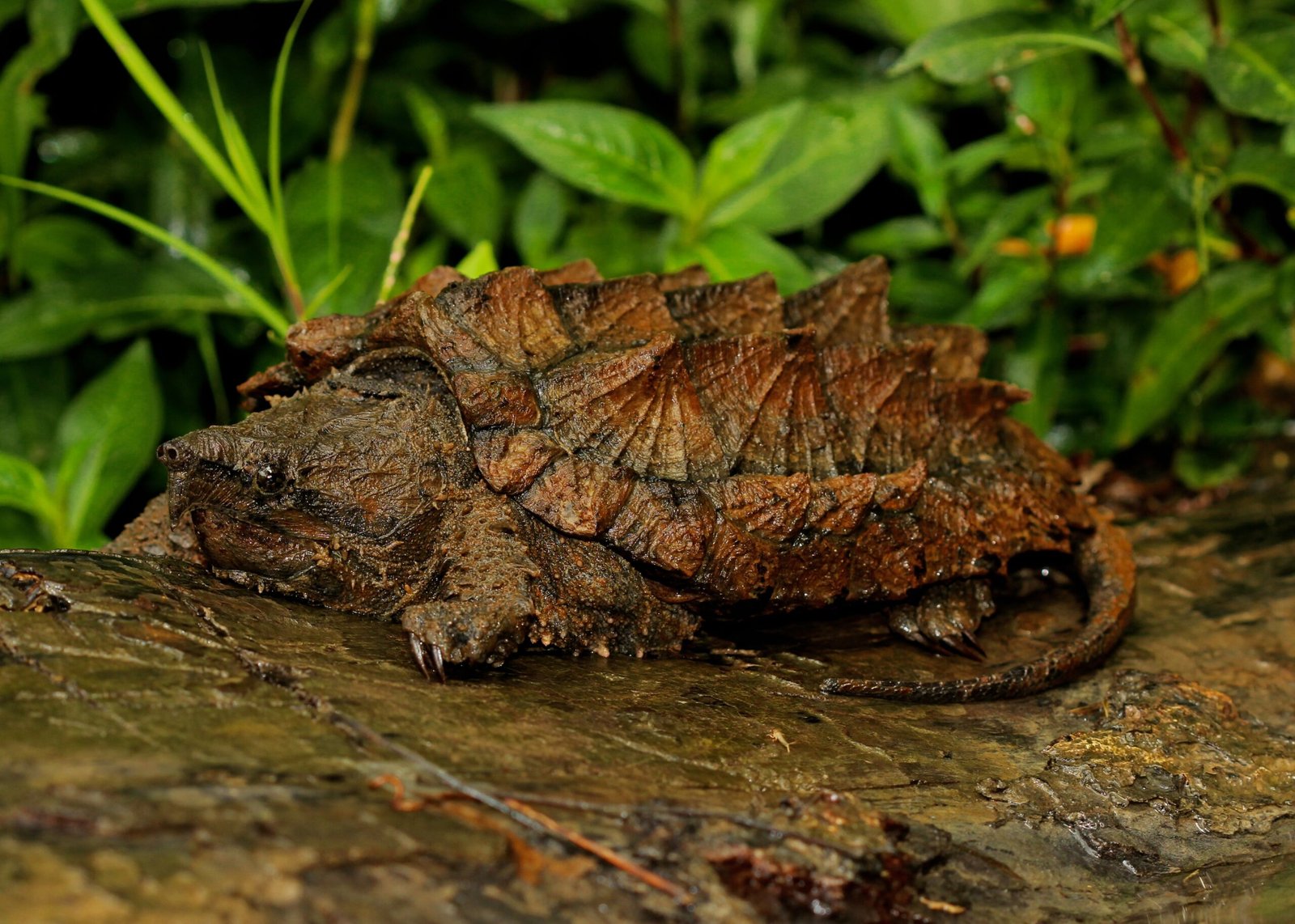 Tuataras of North America? Meet the Alligator Snapping Turtle (image credits: wikimedia)