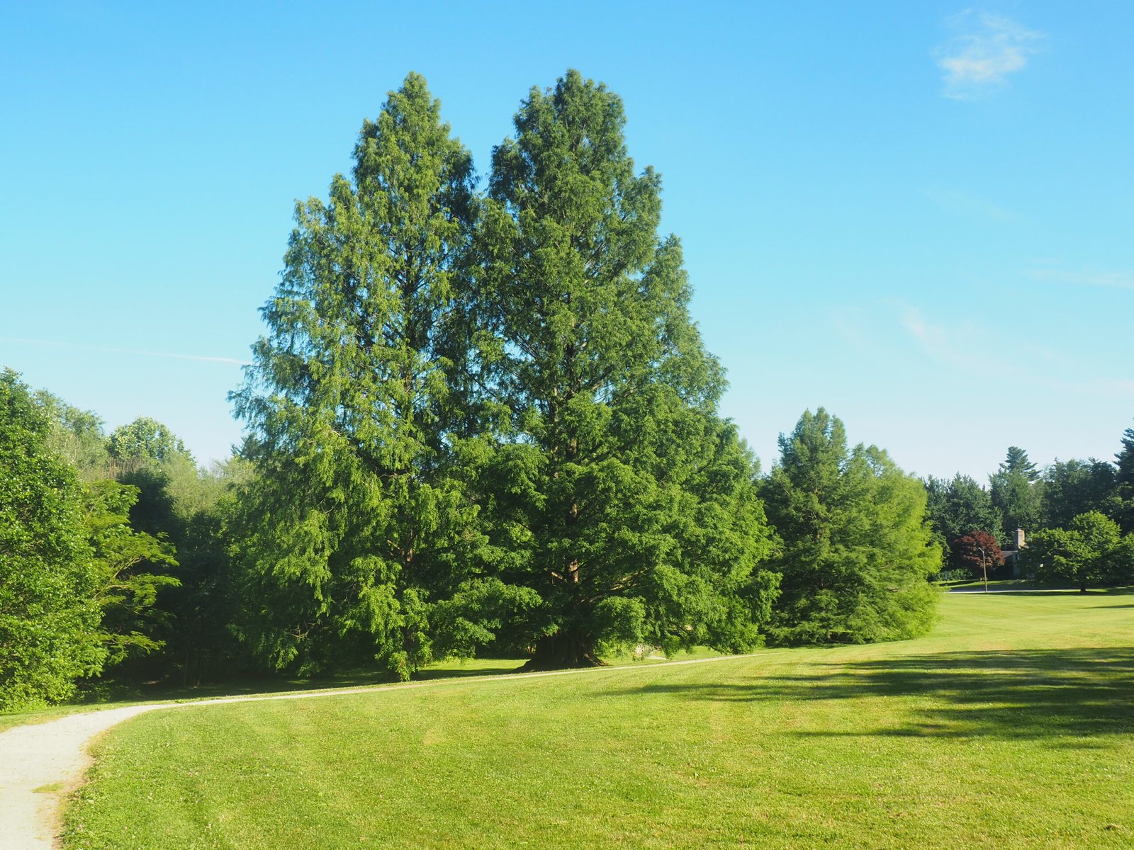 Metasequoia: The Dawn Redwood’s Miraculous Comeback (image credits: wikimedia)