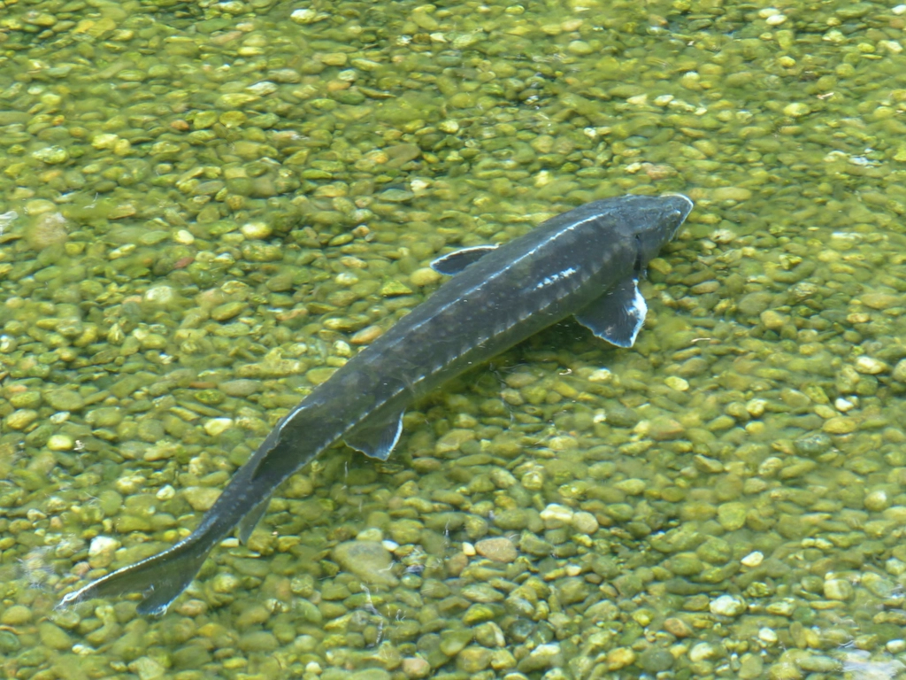 Sturgeon: Giants of America's Great Rivers (image credits: rawpixel)