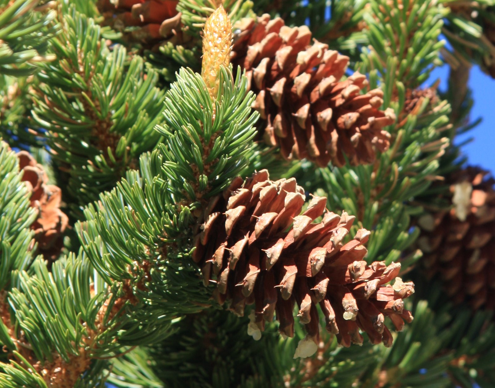 Bristlecone Pines: Witnesses to the Millennia (image credits: wikimedia)